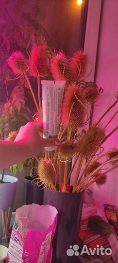 Сухоцветы для экибан