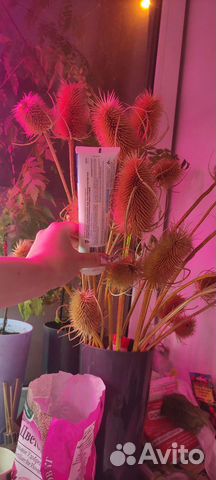 Сухоцветы для экибан