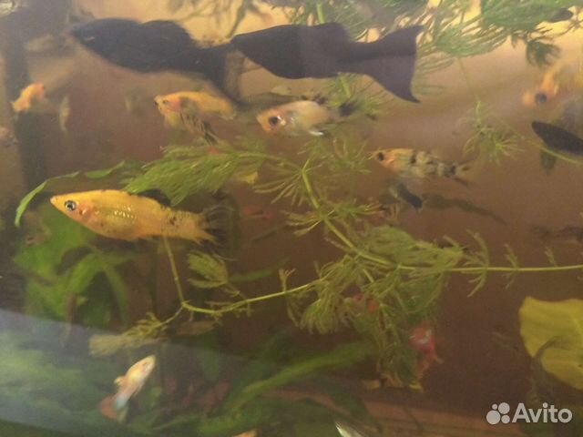 Аквариумные рыбки