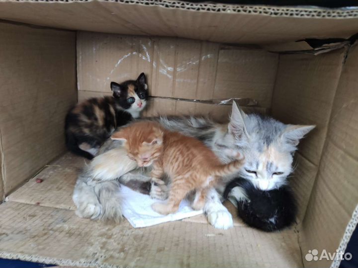 Котята и кошка ищут дом