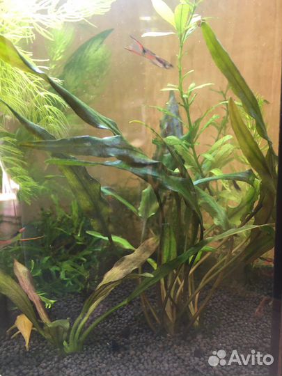 Папоротник, Эхинодорус, Гигрофила, Криптокарина