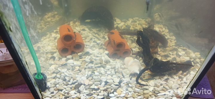 Сомики анциструсы