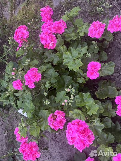 Пеларгония герань