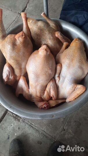 Мясо утки и мясо курицы,петушков молодых