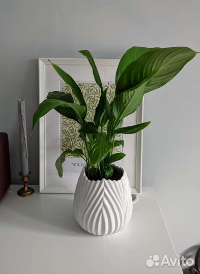 Распродаю цветы в горшках