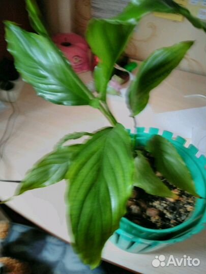 Спатифиллум (женское счастье)