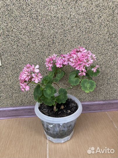 Пеларгония герань