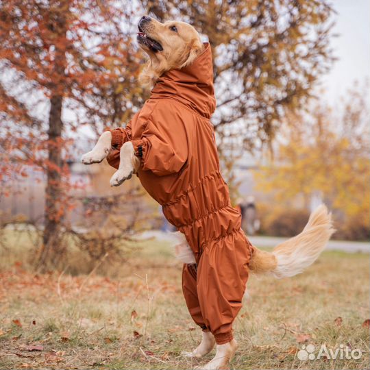 Комбинезон для собак на кобеля 50см