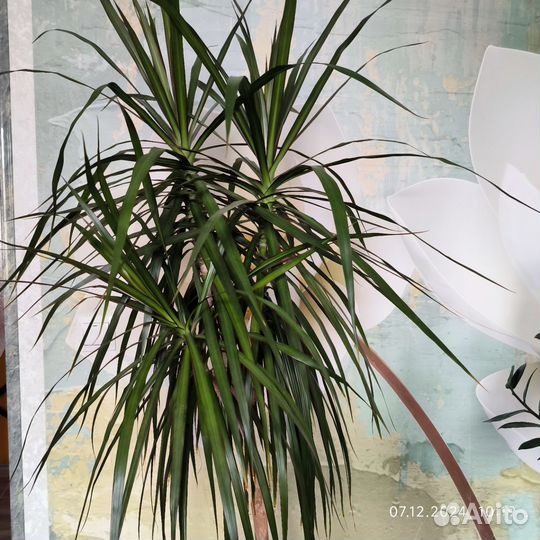 Пальма драцена