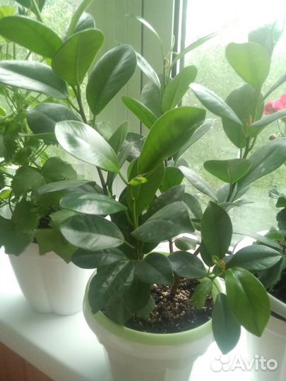 Кротон,фикусы,пеларгония