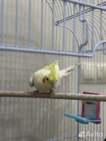 Попугай корелла