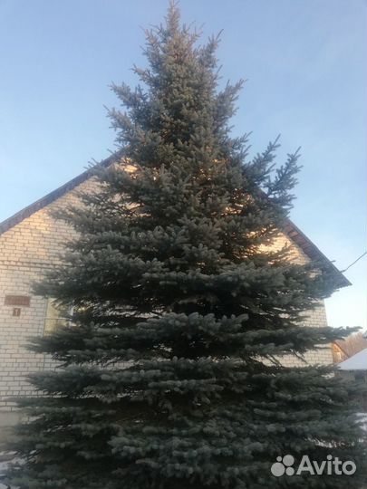 Голубая ель