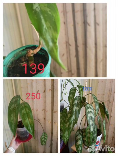 Рео, каланхоэ, аглаонема,фиалка