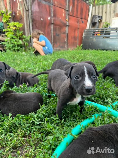 Щенки питбуля