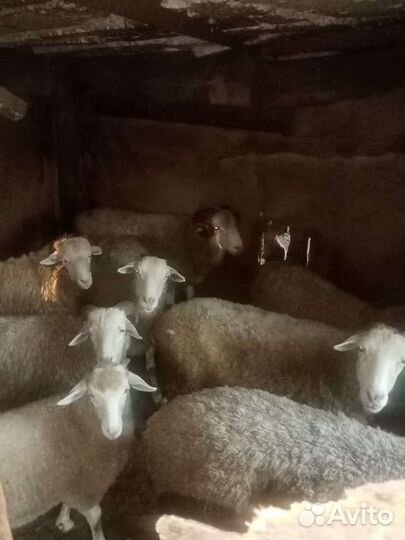 Овцы меринос