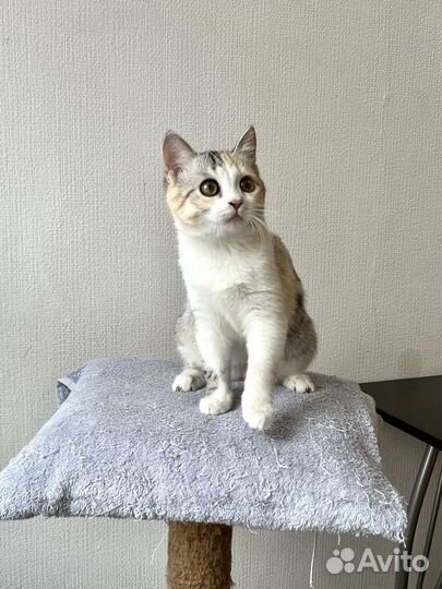 Котенок девочка ищет дом