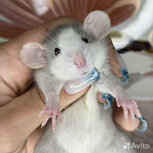 Питомник. Дамбо крысы, крысята, крыса