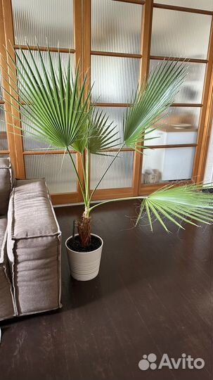 Пальма Вашингтония нитеносная