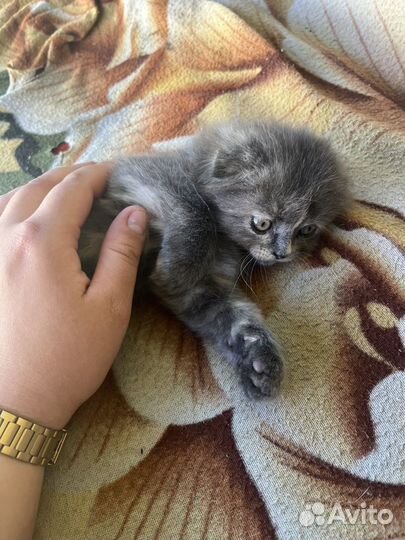 Котенок в добрые руки