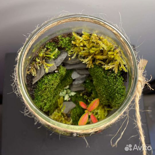 Флорариум, суккуленты, мини сад, цветы