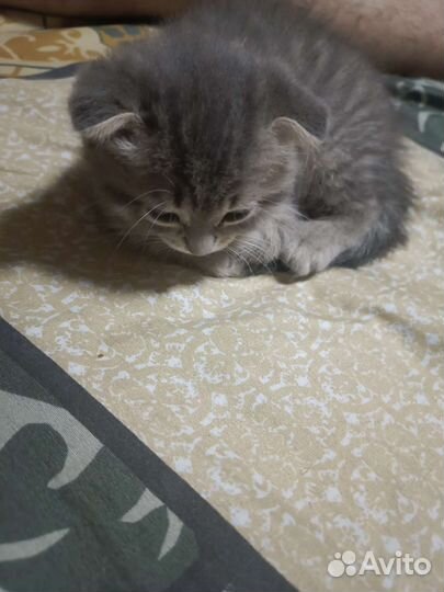 Британская кошка в дар