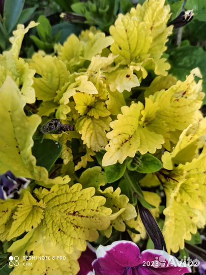 Колеусы вегетативные