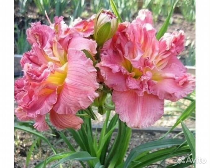 Лилейник Лейси Долли и др