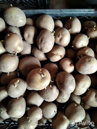 Семенной картофель Сантэ