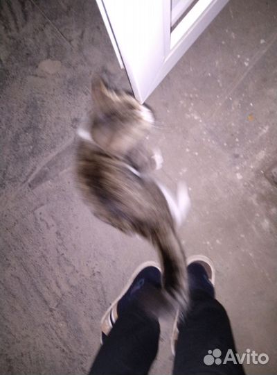 Кошка в дар