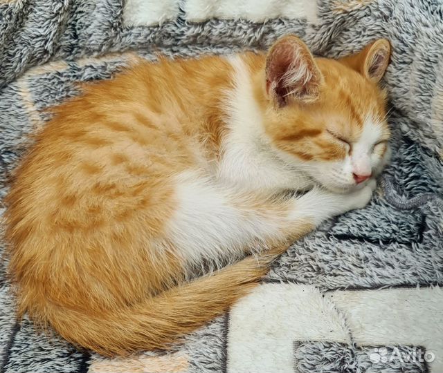 Котёнок мальчик