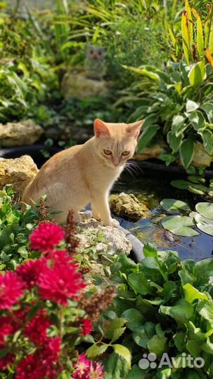 Симба ищет дом