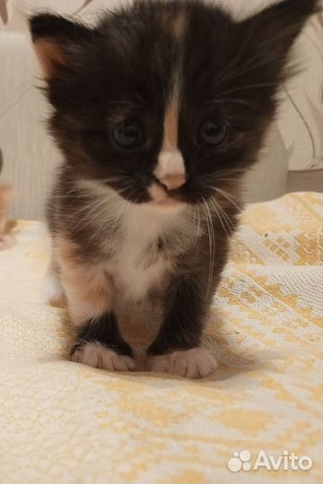 Кошка в дар