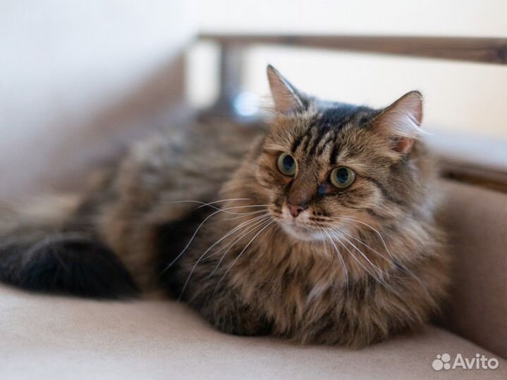 Норвежская лесная хочет стать Воронежской домашней