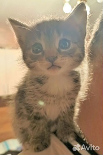 Котёнок Люся в добрые руки