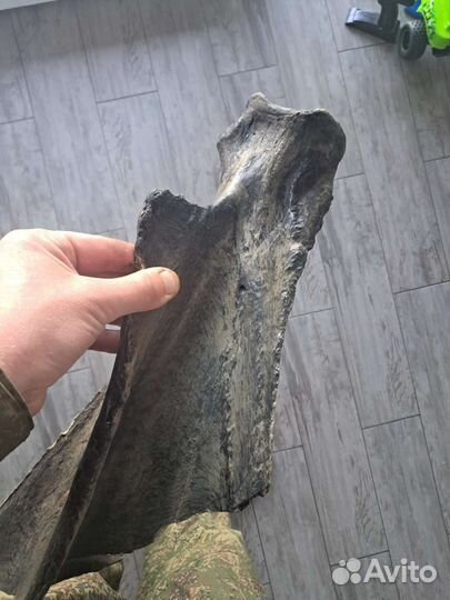 Кость мамонта