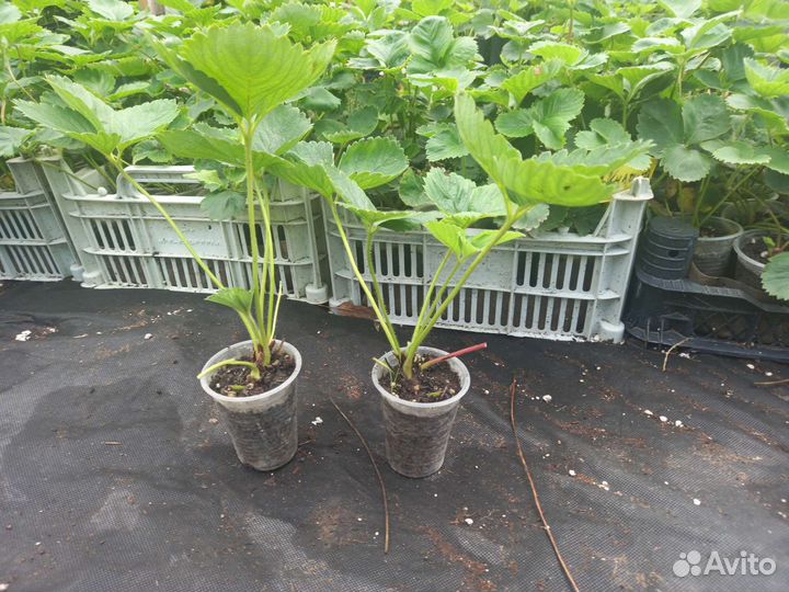 Рассада клубники и смородины