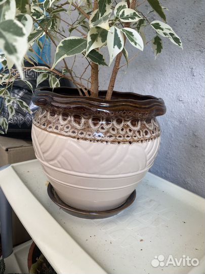 Комнатные цветы фикус и другие