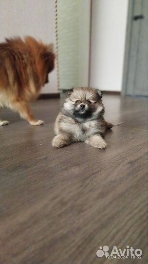 Щенки померанского шпица