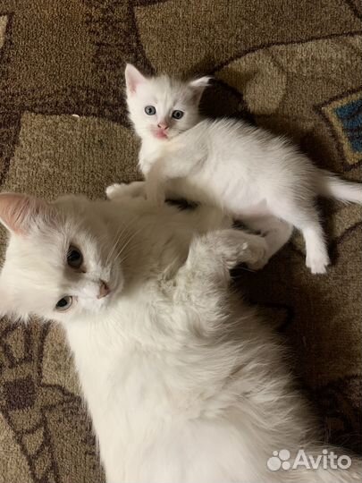 Котенок