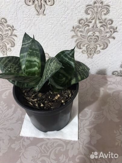 Комнатные растения