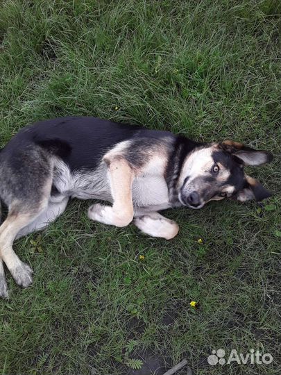 Собаки бесплатно в добрые руки