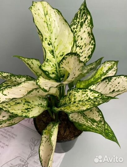 Комнатные растения цветы