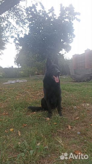 Восточно-европейская овчарка