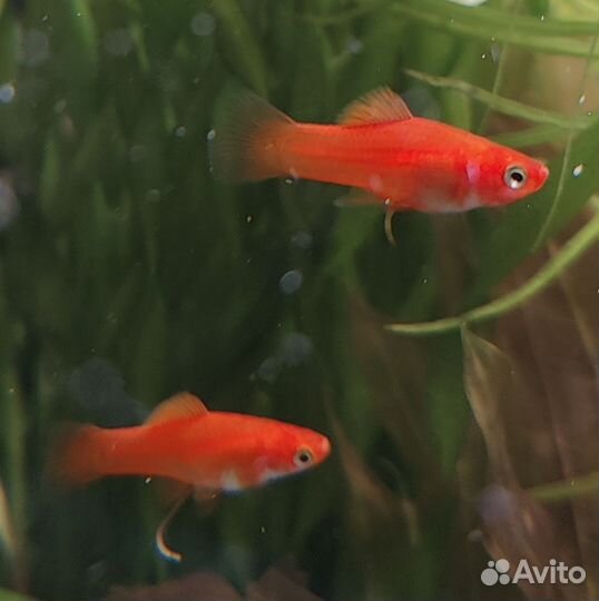 Меченосцы кои