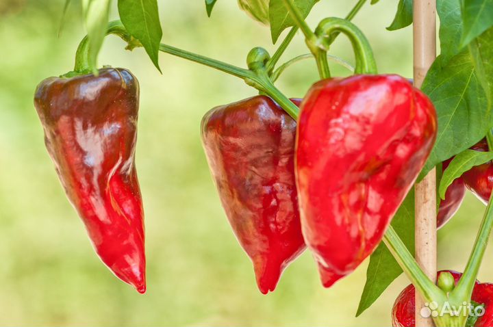 Семена сладких перцев