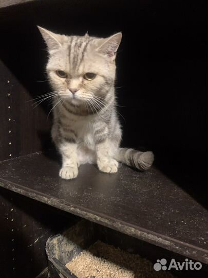 Шотландская кошка