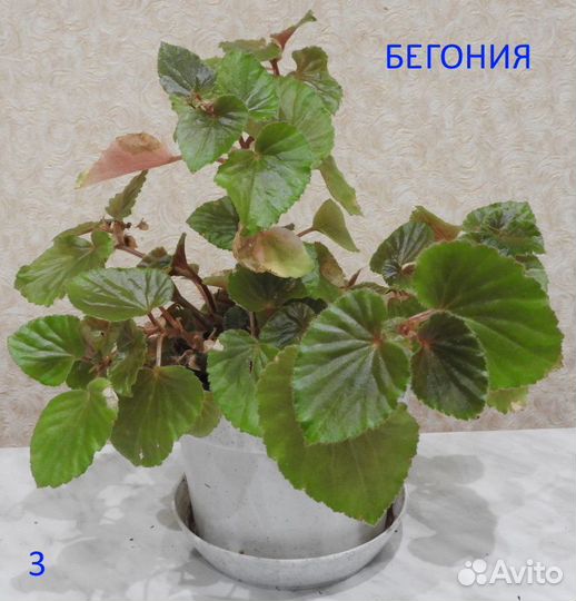 Комнатные цветы в горшках