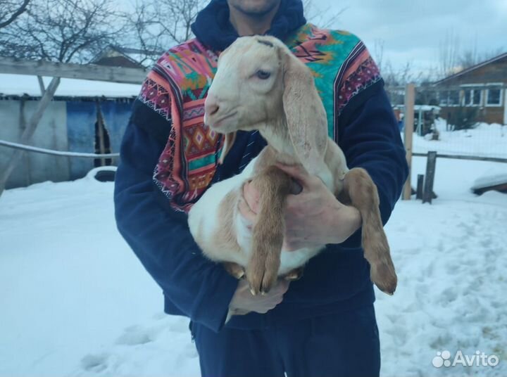 Нубийские козочки. Дойные козы. Козел