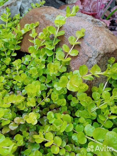 Почвопокровные растения