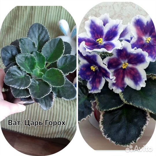 Сортовые фиалки